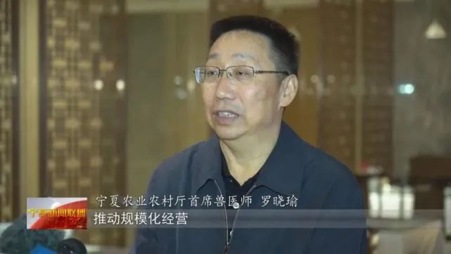 从追赶到超越!宁夏打造黄金奶源带,改写国内奶业版图