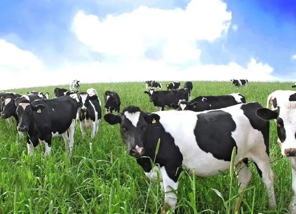 新陂头奶牛场1000多头奶牛有了"保障" - 食业头条_糖酒食品行业_食业