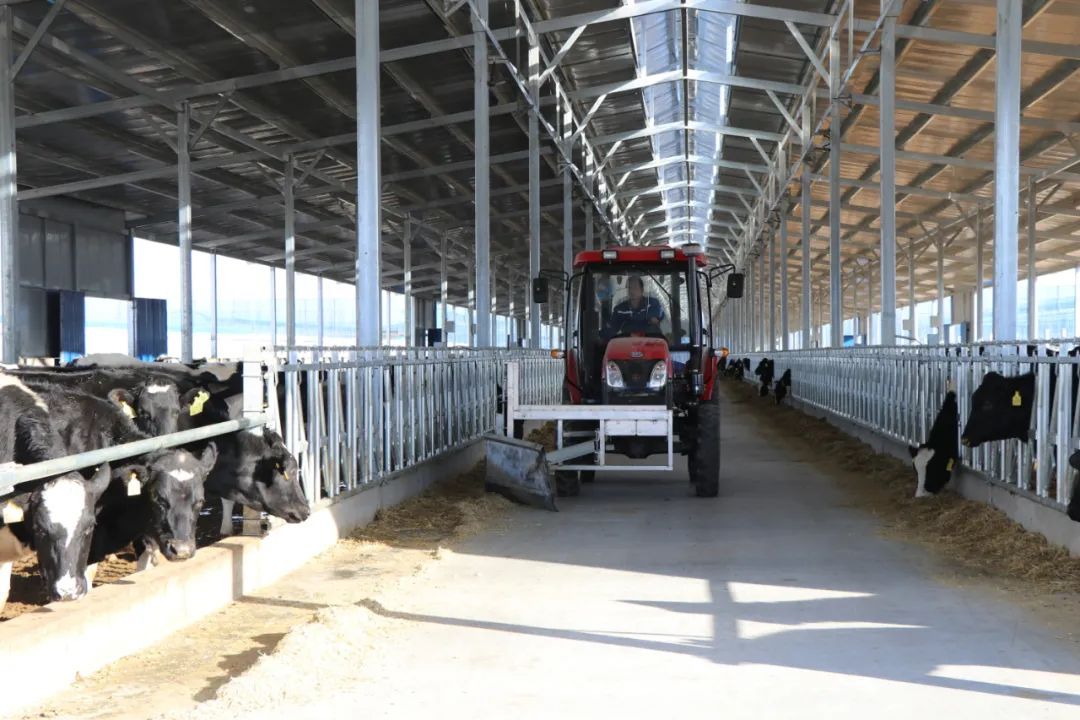 发展壮大奶产业——走进武威凉州区优质奶源基地(万头奶牛)养殖场