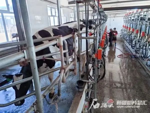 面对发展机遇,新疆奶业该如何“破圈”