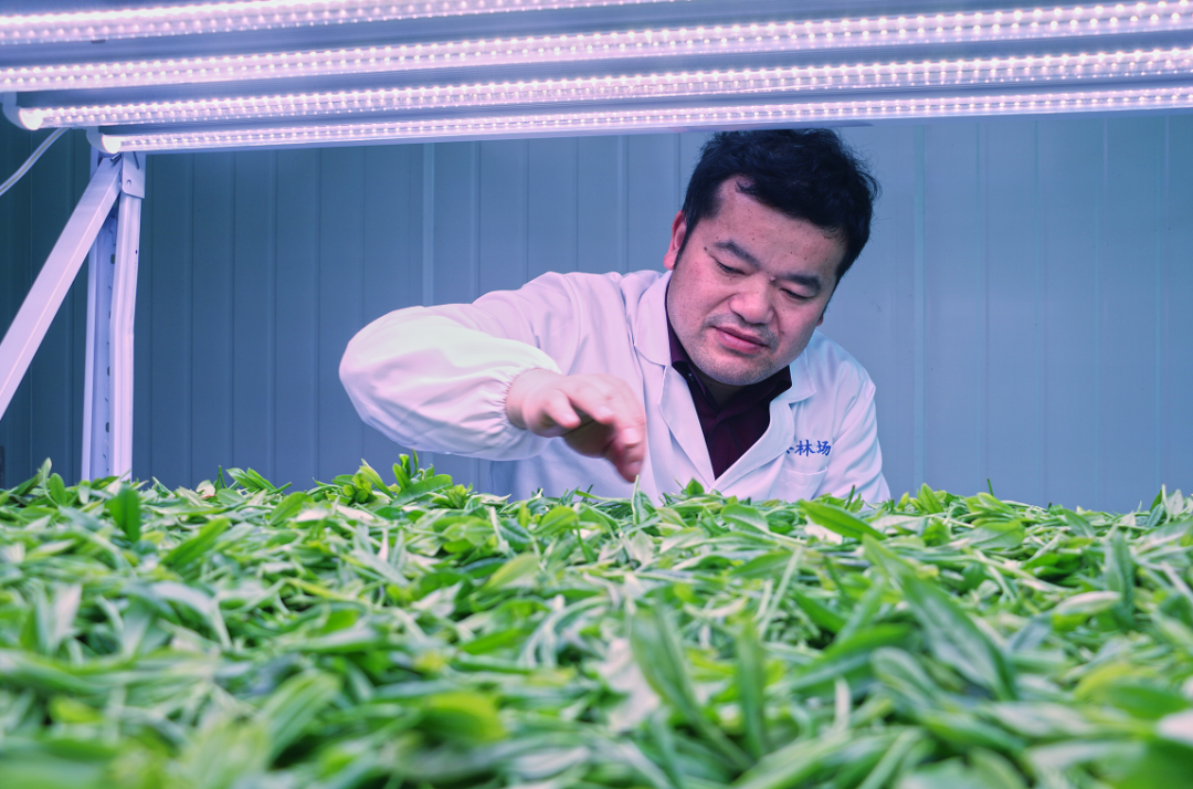 五年目标200亿，高山茶会是无糖茶的“王牌”吗？
