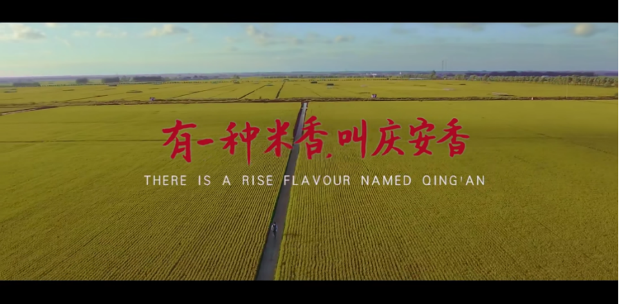 地标专题 | 庆安大米:有一种米香,叫庆安香(下)