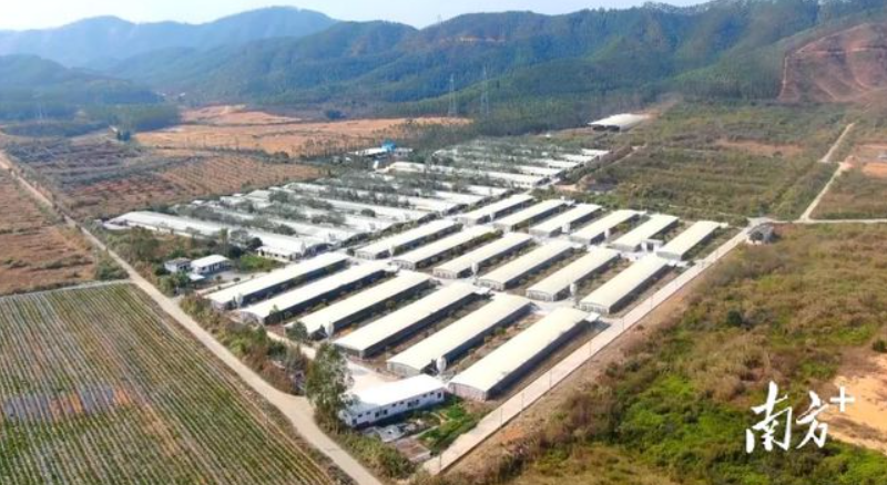 年屠宰加工1100万羽黄肉鸡建设项目即将动工