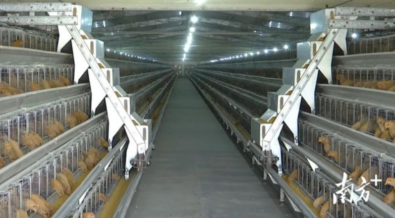 年屠宰加工1100万羽黄肉鸡建设项目即将动工