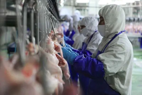 国内禽肉产量下降3%,预计今年中国将进口更多鸡肉