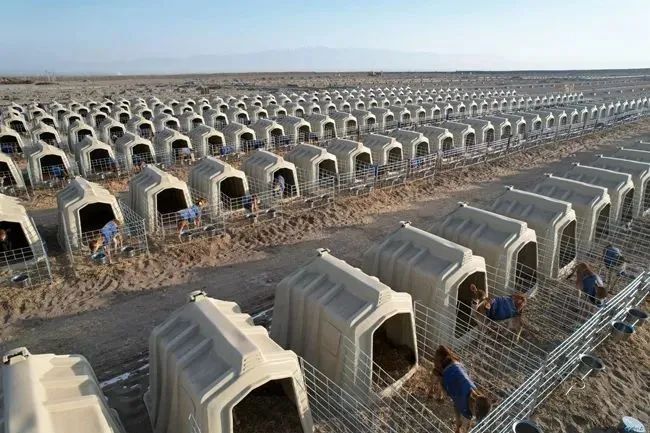 云鑫实业万头娟姗奶牛场建设项目2023年底全部完成