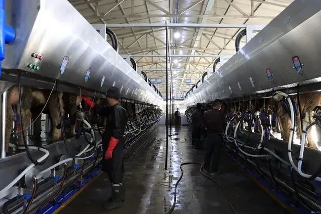 云鑫实业万头娟姗奶牛场建设项目2023年底全部完成