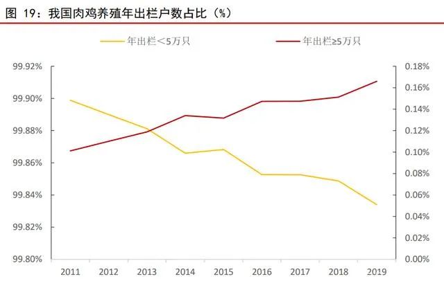 中国肉鸡养殖行业研究报告！年出栏5万羽以上养户仅2.88万家