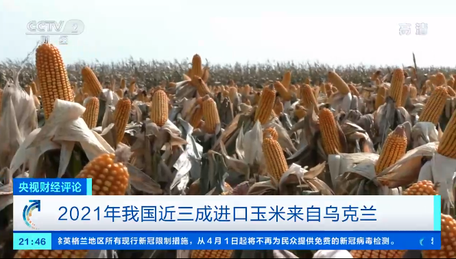 俄乌开战!我国3成进口玉米来自乌克兰,养殖业要躺枪?
