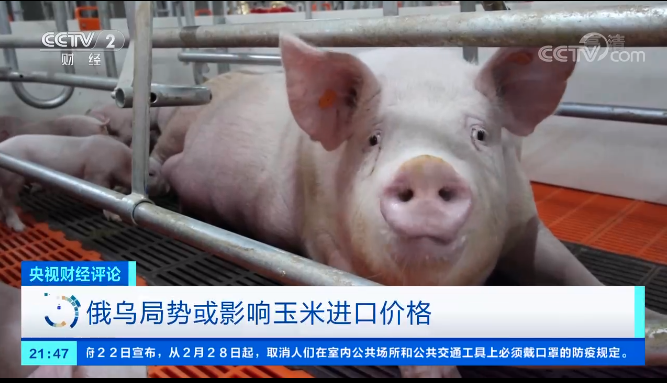俄乌开战!我国3成进口玉米来自乌克兰,养殖业要躺枪?