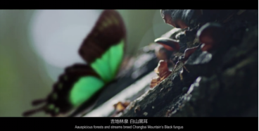 地标专题 | 吉林长白山黑木耳:基于场景感的品牌塑造