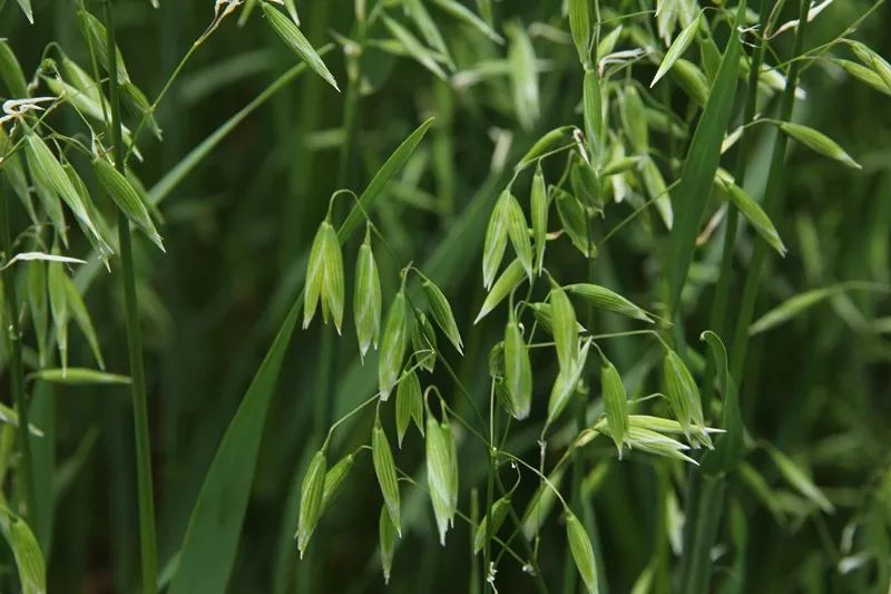 疯狂的燕麦,7年烧掉了他3个亿
