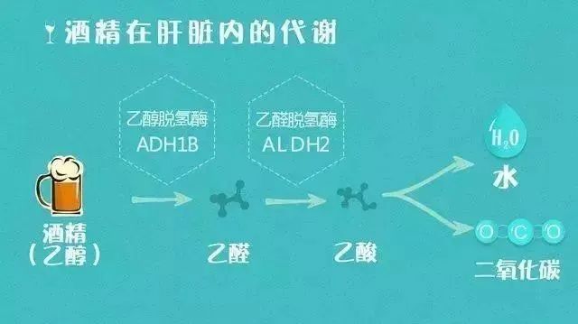 同饮一瓶酒,为啥你比别人醉得快?