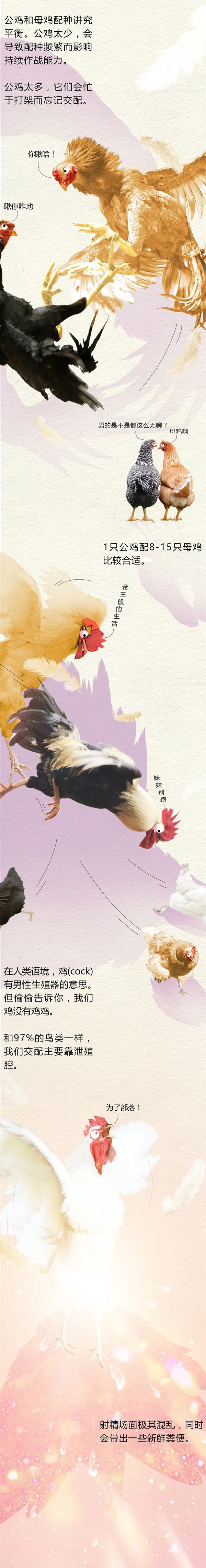 全民科普 || 中国一年吃掉50亿只“速成鸡”!45天“速成”的鸡到底能不能吃?