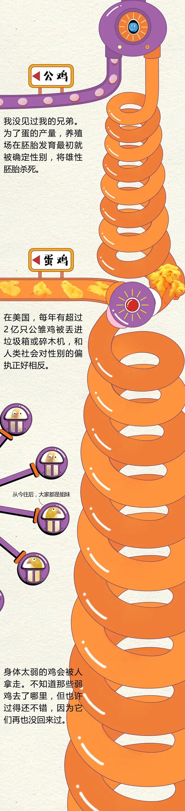 全民科普 || 中国一年吃掉50亿只“速成鸡”!45天“速成”的鸡到底能不能吃?