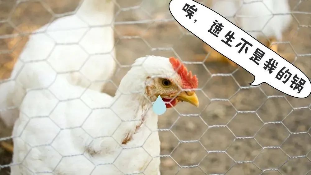 全民科普 || 中国一年吃掉50亿只“速成鸡”!45天“速成”的鸡到底能不能吃?