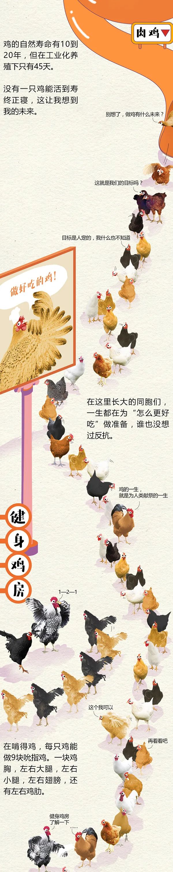 全民科普 || 中国一年吃掉50亿只“速成鸡”!45天“速成”的鸡到底能不能吃?