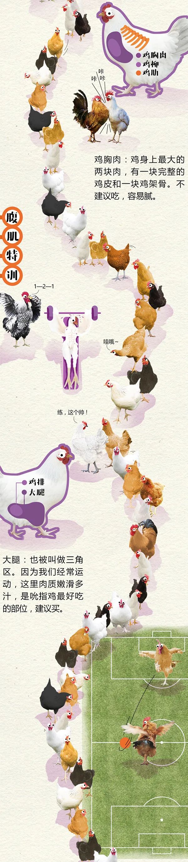 全民科普 || 中国一年吃掉50亿只“速成鸡”!45天“速成”的鸡到底能不能吃?