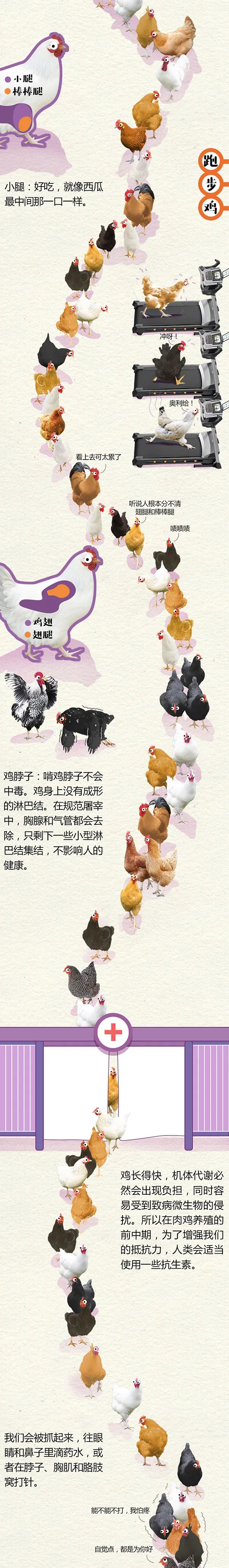 全民科普 || 中国一年吃掉50亿只“速成鸡”!45天“速成”的鸡到底能不能吃?