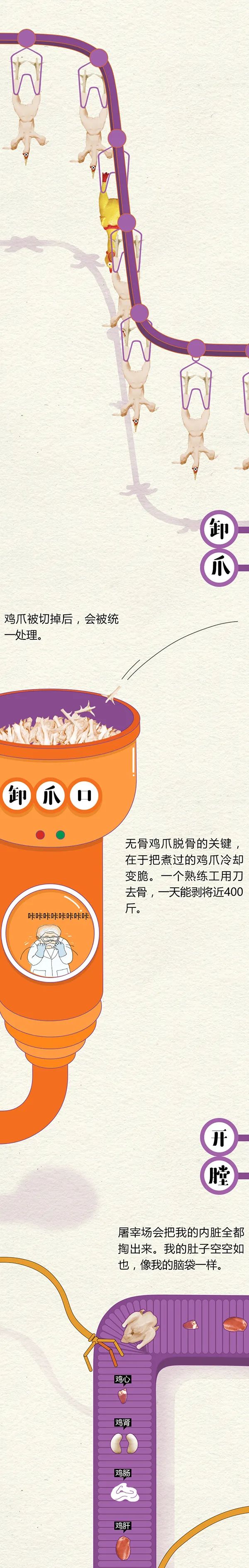 全民科普 || 中国一年吃掉50亿只“速成鸡”!45天“速成”的鸡到底能不能吃?