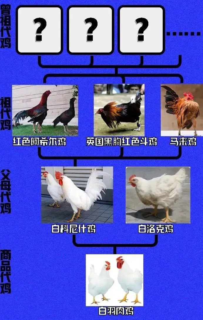 全民科普 || 中国一年吃掉50亿只“速成鸡”!45天“速成”的鸡到底能不能吃?