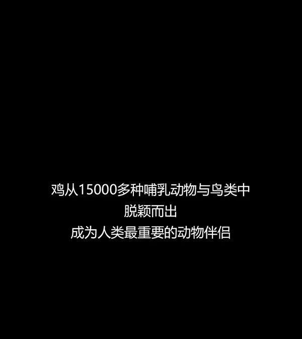 全民科普 || 中国一年吃掉50亿只“速成鸡”!45天“速成”的鸡到底能不能吃?
