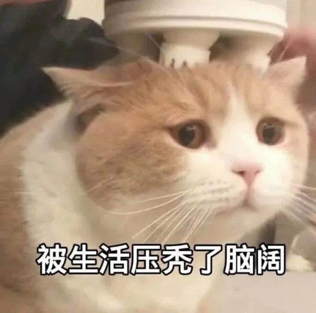 9块钱的喜茶，蜜雪冰城怕不怕？