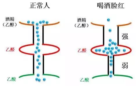 丁香医生：一喝酒就脸红的人，能锻炼出酒量吗？