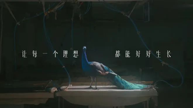广告，不卖创意卖导演