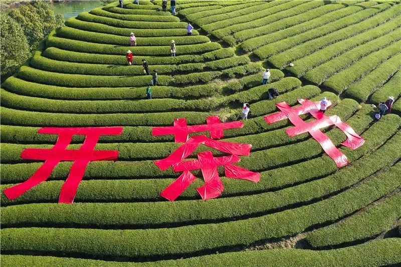 春茶季 | 浙江武义:数字赋能茶更香 “四色”茶叶促共富