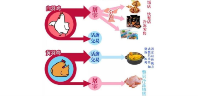 黄羽肉鸡产业现状:正向长江中上游及北方市场蔓延!