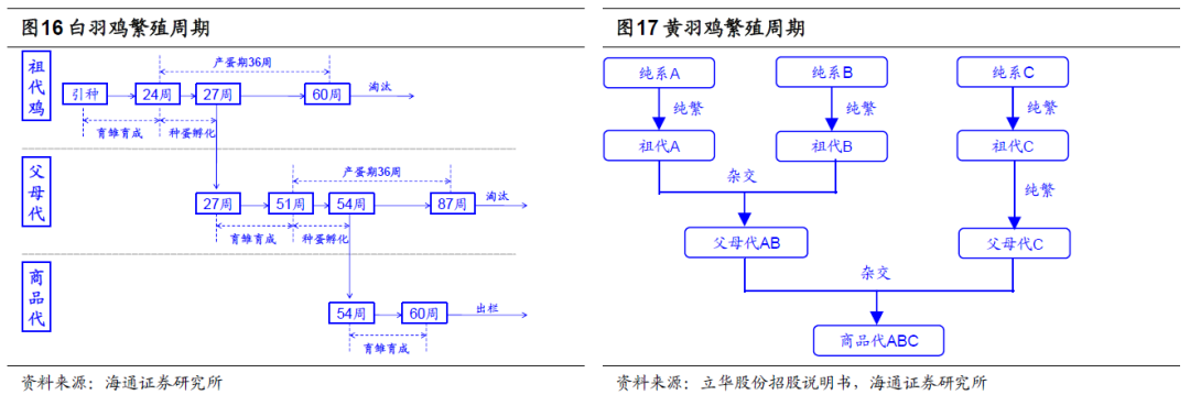 黄羽肉鸡产业现状:正向长江中上游及北方市场蔓延!