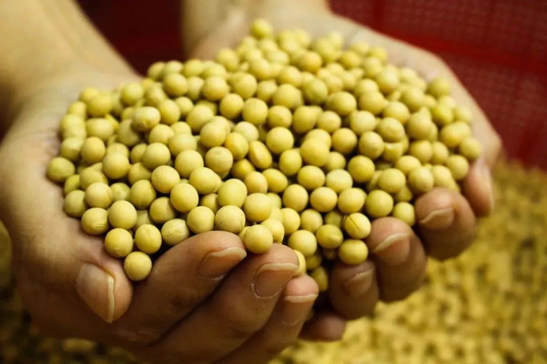 连老百姓饭碗都被“卡脖子”，中国如何打好种业翻身仗？