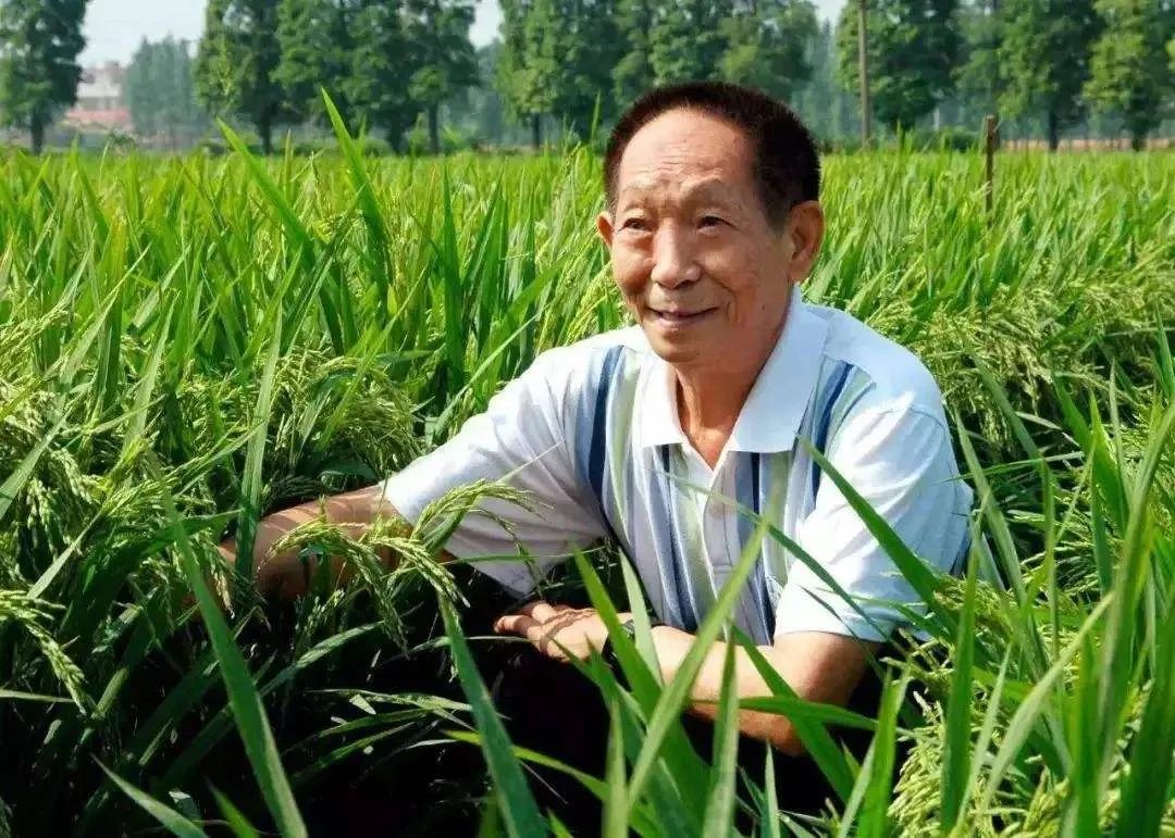 连老百姓饭碗都被“卡脖子”，中国如何打好种业翻身仗？