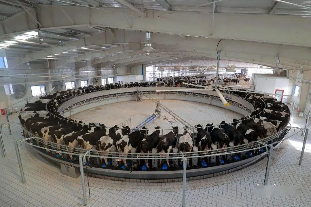 1000头奶牛安家祁牧乳业，牧场存栏达到8000余头