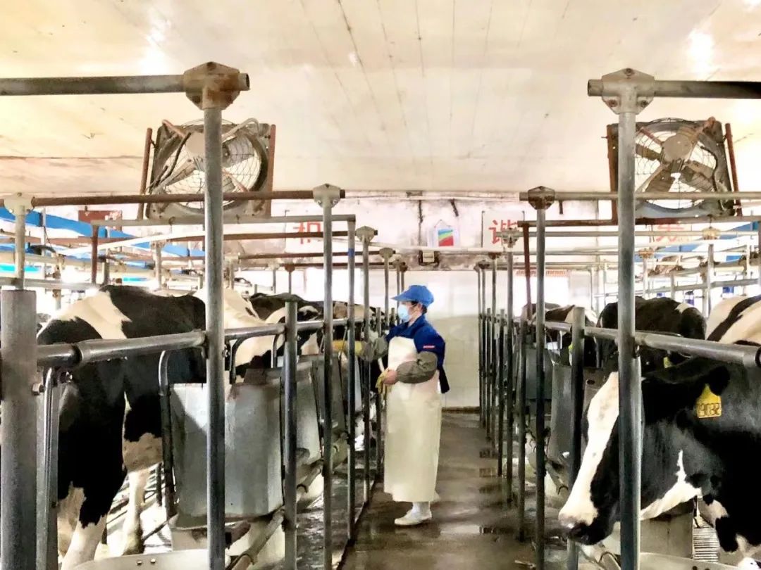 嘉立荷牧业第八奶牛场分公司挤奶厅获“工人先锋号”称号