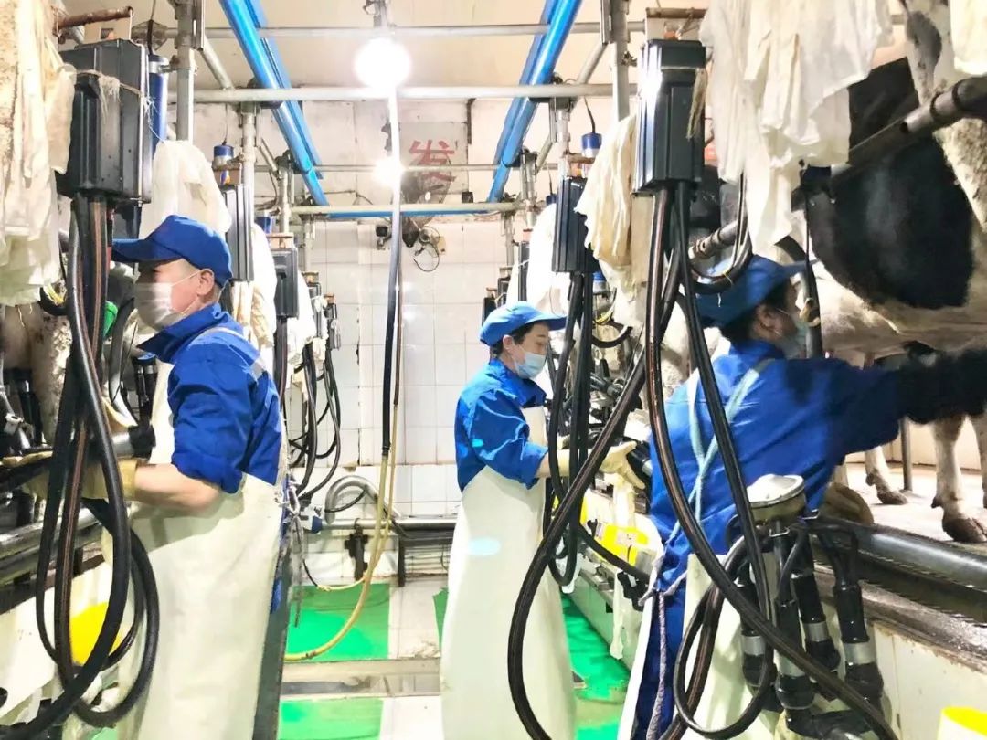 嘉立荷牧业第八奶牛场分公司挤奶厅获“工人先锋号”称号