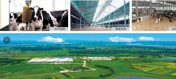 江西阳光嘉牧牧场喜迎第二批500头进口澳洲奶牛