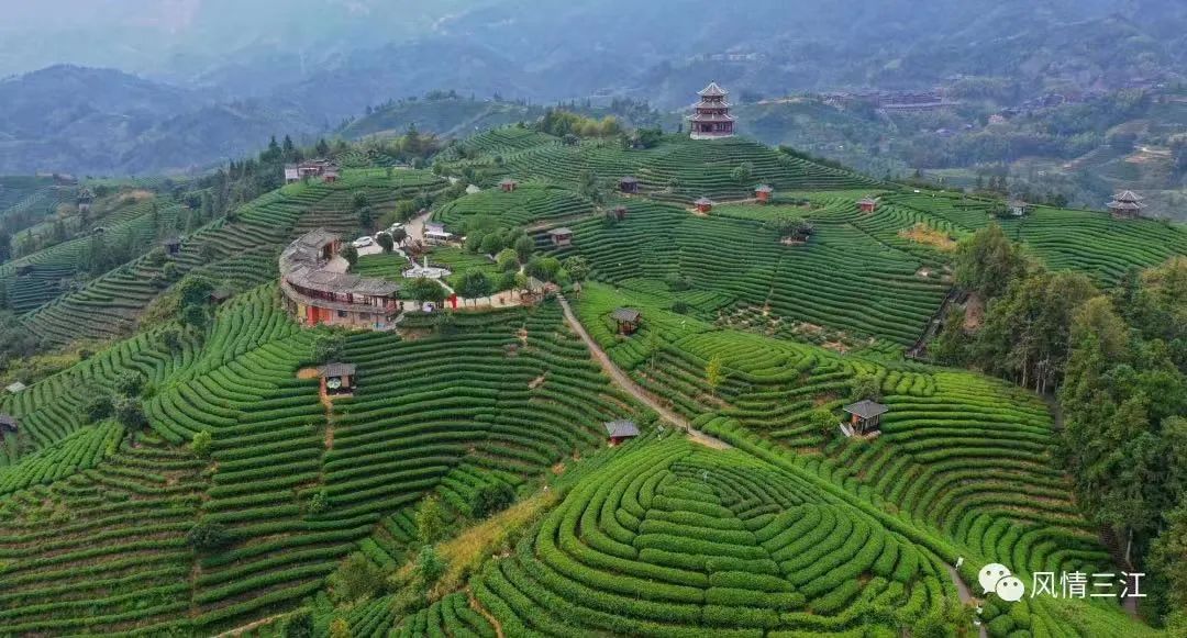 国际茶日:新锐三江茶,在茶产业的红海乘风破浪
