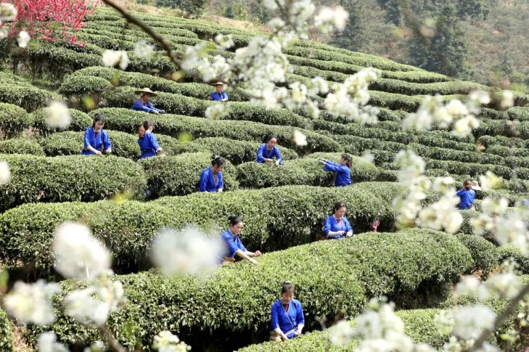 国际茶日:新锐三江茶,在茶产业的红海乘风破浪