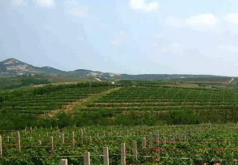 烟台市全方位支持葡萄酒产业发展，打造“中国葡萄酒之都”