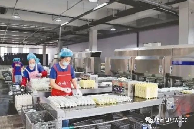 国内日产量最大的咸鸭蛋生产项目正式投产