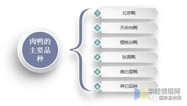 全球及中国肉鸭行业发展现状:市场低迷,产能过剩问题严重!