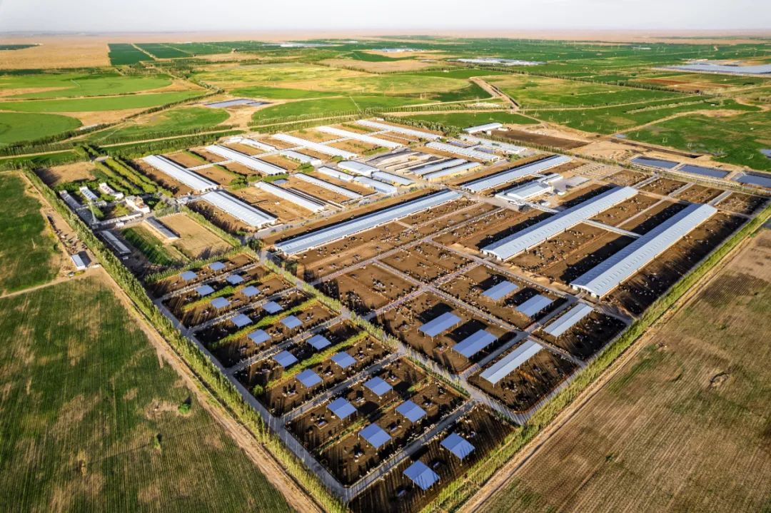 中国圣牧将单独投资建设纯A2有机奶牛牧场