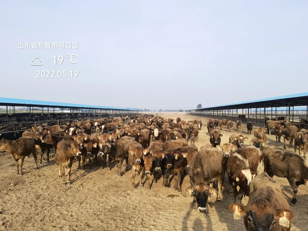 打造进口种牛全流程服务品牌，“‘牛’到家了”亮相中国奶业大会！