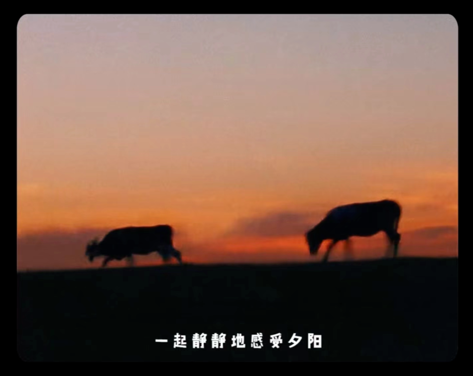 看完金典“好牛三部曲”，居然开始羡慕一头牛