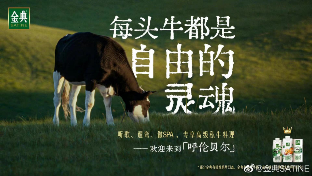 看完金典“好牛三部曲”，居然开始羡慕一头牛