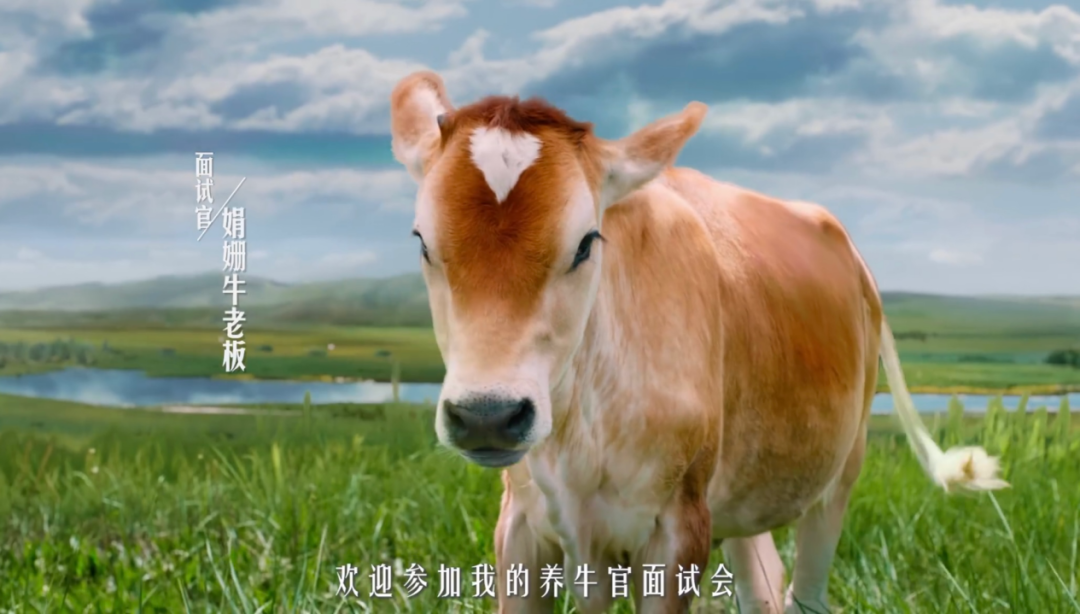 看完金典“好牛三部曲”，居然开始羡慕一头牛