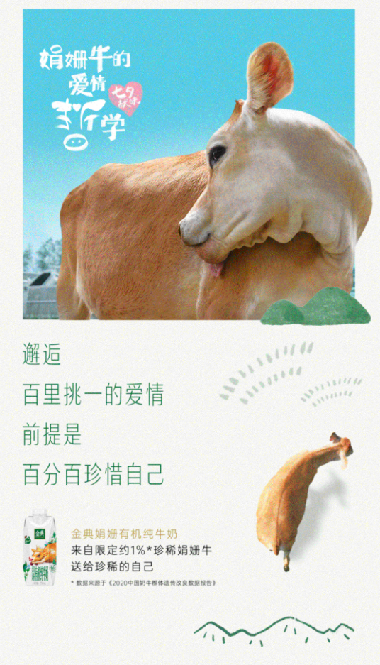 看完金典“好牛三部曲”,居然开始羡慕一头牛