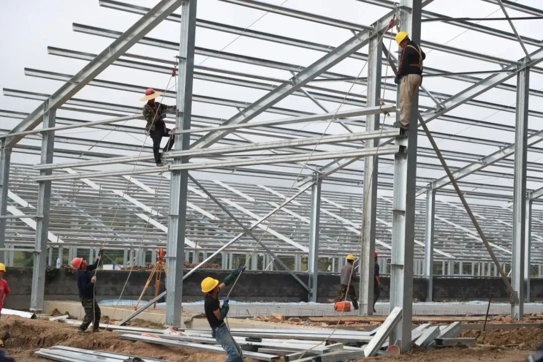寒疆牧业万头牧场项目建设任务持续“加码”，总体进度完成75%